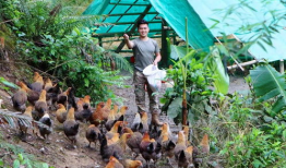 插鸡视频,揭秘趣味互动背后的科技魅力